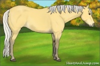 Horse Color:Silver Buckskin 