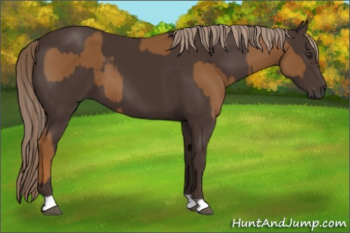 Horse Color:Chestnut and Liver Chestnut
