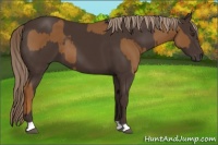 Horse Color:Chestnut  and Liver Chestnut 