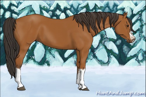 Horse Color:Bay Splash Frame