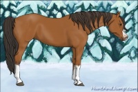 Horse Color:Bay Splash Frame 