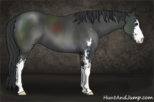 Horse Color:Black Sabino 