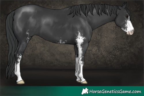 Horse Color:Black Sabino