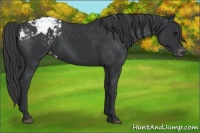 Horse Color:Black Appaloosa 