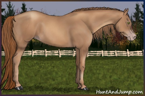 Horse Color:Gray Gold Champagne