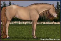 Horse Color:Gray Gold Champagne 