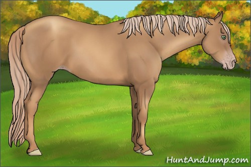 Horse Color:Gray Gold Cream Champagne 