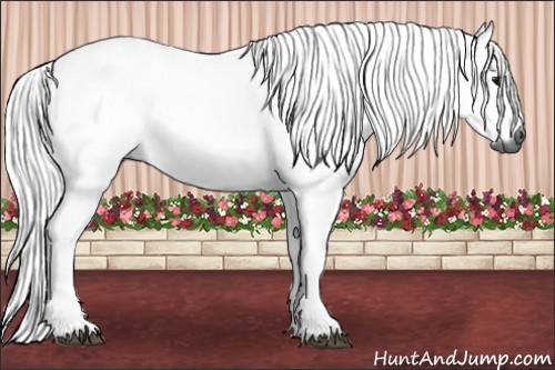 Horse Color:Gray Bay Rabicano 