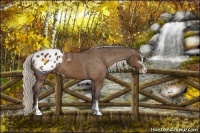Horse Color:Silver Buckskin Sabino Appaloosa 