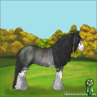 Horse Color:Black Sabino Rabicano 