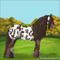 Horse Color:Liver Chestnut Near Leopard 