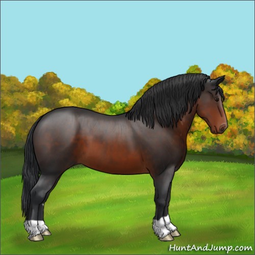 Horse Color:Brown 