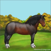 Horse Color:Brown 