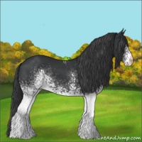 Horse Color:White Spotted Black 