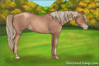 Horse Color:Gray Gold Champagne