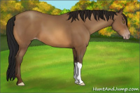 Horse Color:Gray Amber Champagne Appaloosa 