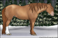 Horse Color:Gray Gold Champagne 