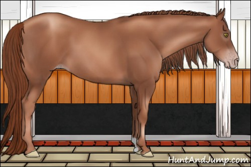 Horse Color:Gray Gold Champagne 