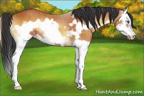 Horse Color:Bay Onyx Splash Frame 