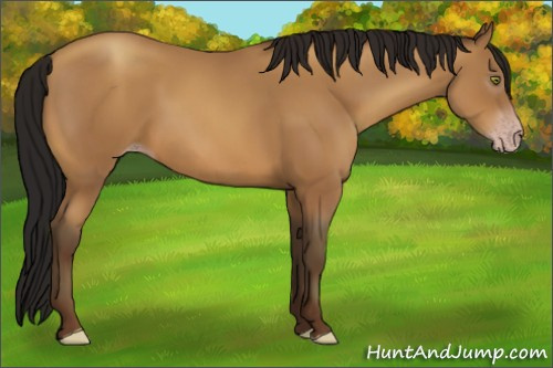 Horse Color:Gray Amber Champagne