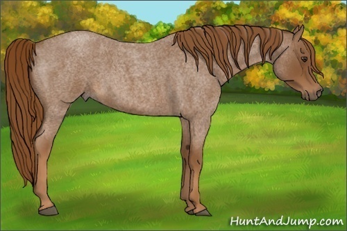 Horse Color:Red Roan