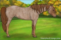 Horse Color:Red Roan 