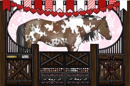 Horse Color:White Spotted Bay 