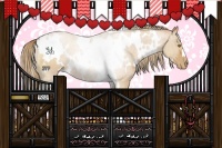 Horse Color:White Spotted Bay Pearl