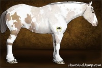 Horse Color:White Spotted Classic Champagne 