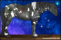 Horse Color:White Spotted Black 