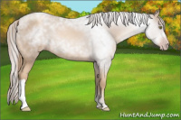 Horse Color:Gray Gold Champagne 