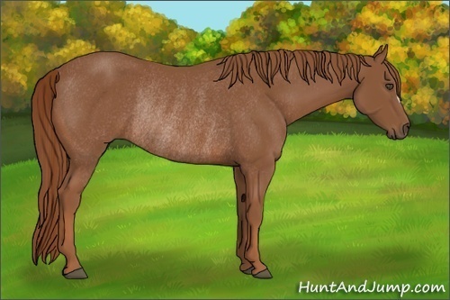 Horse Color:Chestnut Rabicano 