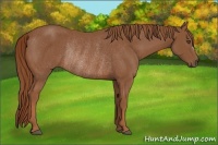 Horse Color:Chestnut Rabicano