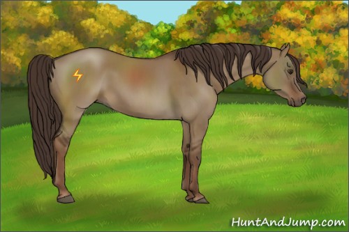 Horse Color:Liver Red Dun 