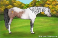 Horse Color:Brown Roan