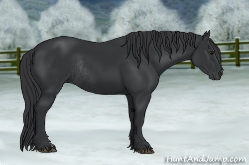 Horse Color:Black Rabicano