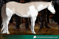 Horse Color:Classic Champagne Dun Splash Rabicano 