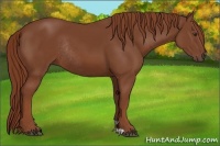 Horse Color:Chestnut Rabicano