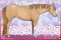 Horse Color:Gold Champagne 