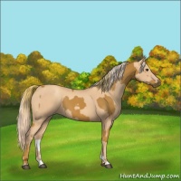 Horse Color:Chestnut  and Gold Champagne 