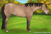 Horse Color:Gray Amber Champagne 