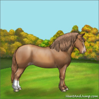 Horse Color:Gray Gold Champagne 