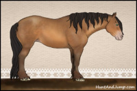 Horse Color:Gray Amber Champagne Rabicano 