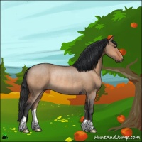 Horse Color:Brown Dun Rabicano 