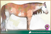 Horse Color:Gray Nacre Gold Champagne Splash Rabicano 