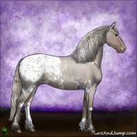 Horse Color:White Spotted Silver Grullo Roan Appaloosa 