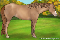 Horse Color:Gray Gold Champagne