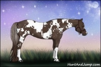 Horse Color:Liver Chestnut  and White Spotted Liver Chestnut 