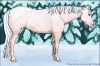 Horse Color:Gold Champagne Chinchilla Ice Roan 