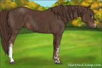 Horse Color:Liver Chestnut  and Liver Chestnut 